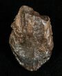 Triceratops Tooth Crown #5703-1